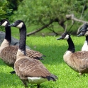 Wary geese